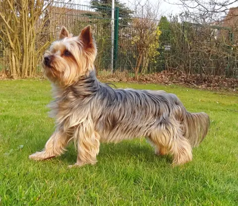 Yorkshire terrier en photo